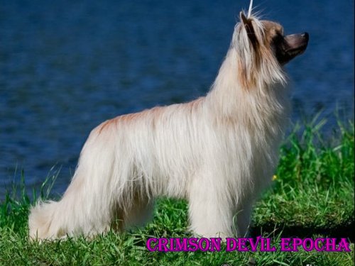 китайская хохлатая собака Кримcон Девил Эпоха, chinese crested dog Crimson Devil Epocha