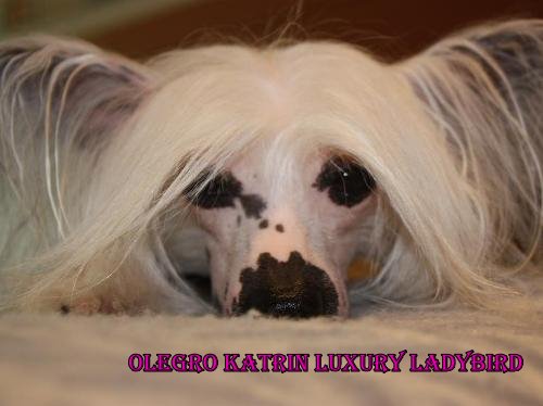 китайская хохлатая собака Олегро Катрин Люксури Ледибирд, chinese crested dog Olegro Katrin Luxury Ladybird