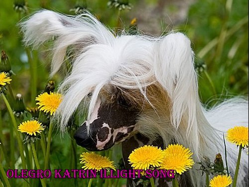 китайская хохлатая собака Олегро Катрин Иллайт Сонг, chinese crested dog Olegro Katrin Illight Song