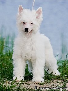 китайская хохлатая собака Олегро Катрин Нортен Лайтс, chinese crested dog Olegro Katrin Northern Lights