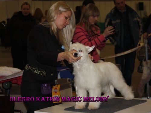 китайская хохлатая собака Олегро Катрин Мэджик Междик Мэлоди Мелоди, chinese crested dog Olegro Katrin Magic Melody