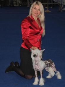 китайская хохлатая собака Олегро Катрин Инфинити Он Э Хай, chinese crested dog Olegro Katrin Infinity On A High