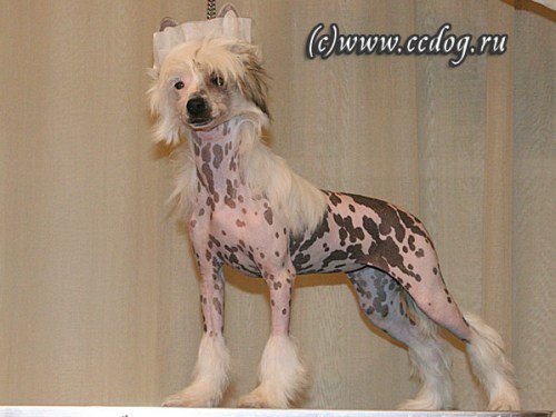 китайская хохлатая собака Олегро Катрин Инфинити Он Э Хай, chinese crested dog Olegro Katrin Infinity On A High