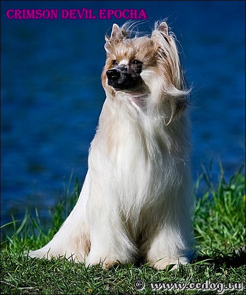 китайская хохлатая собака Кримcон Девил Эпоха, chinese crested dog Crimson Devil Epocha