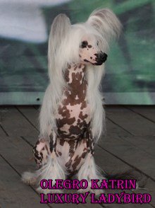 китайская хохлатая собака Кримcон Девил Эпоха, chinese crested dog Crimson Devil Epocha